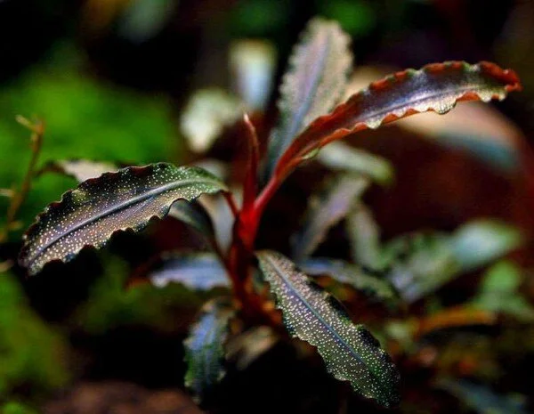 水草 BUCEPHALANDRA for Passat358 BU8 BUCEPHALANDRA RED MINI — Eddie's Aquarium Centre